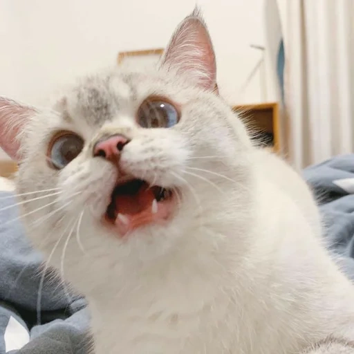 кот мем, котики смешные, животные милые, милый котик мем, nana cat expressive