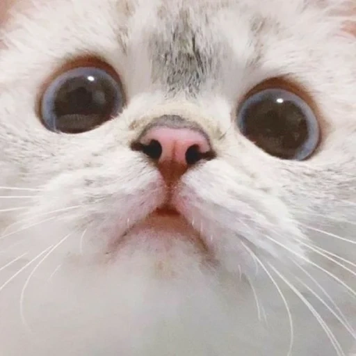 seal, cat meme, lovely seal, cute cat meme, nana cat express