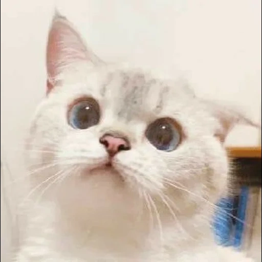 seal, lovely seal, cute cat meme, scotch cat, cute cat white