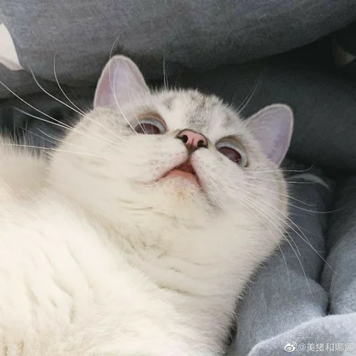 gato, perro marino, lindo sello, gatos británicos, gato de pelo corto británico