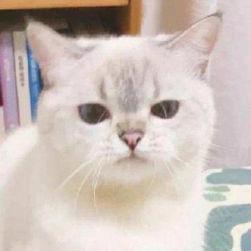 gato, cão do mar, gatinho branco, gato branco, gato peludo branco