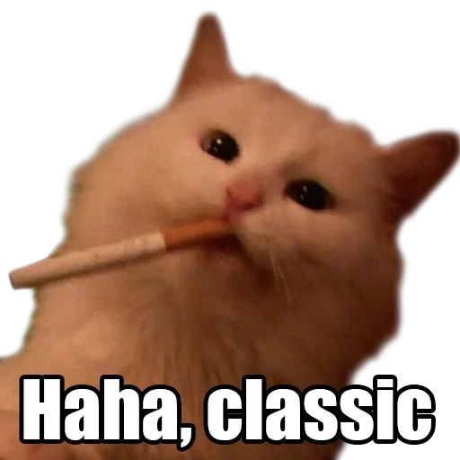 мем кот, haha classic кот, котик с сигаретой, котики смешные, котики
