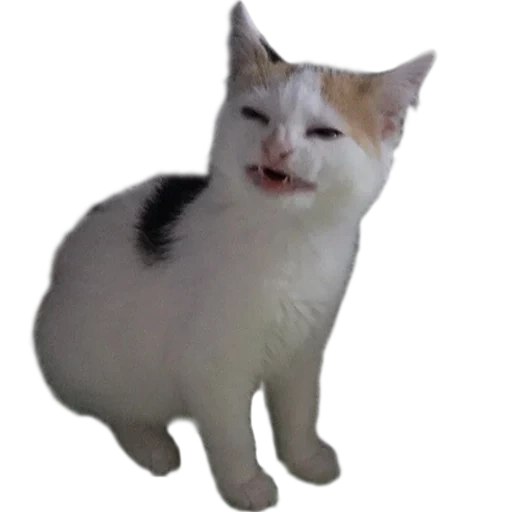 telegram stickers, pop cat на прозрачном фоне, белый кот мем, мемный кот на белом фоне, мем кошка