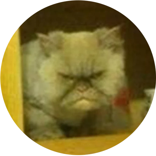 кот, персидская кошка, персидский котик, персидский кот, сердитый серый кот