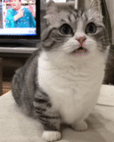cat, cat, seal, cute cat meme, seals are ridiculous