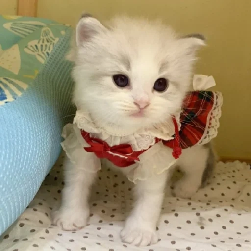 котик, кошечка, очаровательные котята, котёнок милый пушистый, белый котенок бантиком