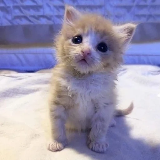 gatto, gatti, un gattino inclinabile, un gattino triste, gattini affascinanti