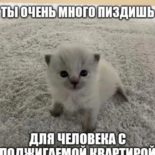 кошка, веселые мемы, смешные мемы, милые котики, животные кошки