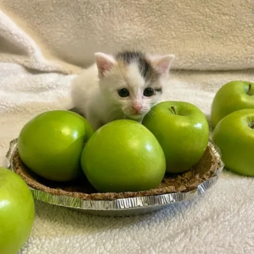 gatto, mela, la mela è verde, cat vegetariano, grande lunedì kotya