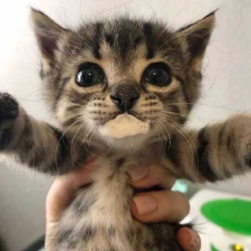 gato, cão do mar, gato, gatinho, cat mimi