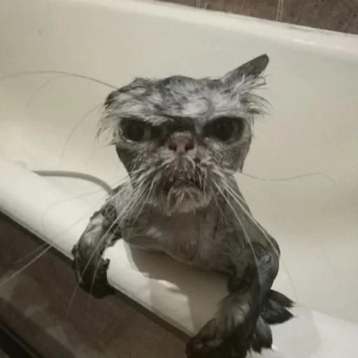 cat, twitter, suddenly, wet cat, wet cat