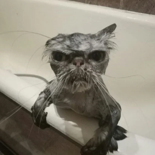 die katze, twitter, suddenly, wet pussy, wet pussy