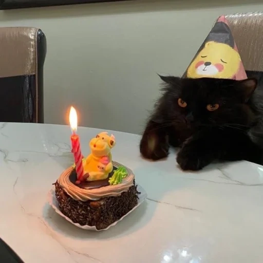 кот, день рождения, забавные животные, кот день рождения, кот тортом днем рождения