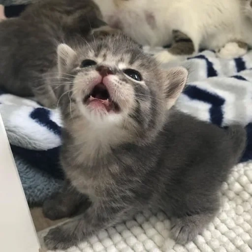 gatto, gatti, un gatto, il gattino sbadiglia, adorabili gattini kus