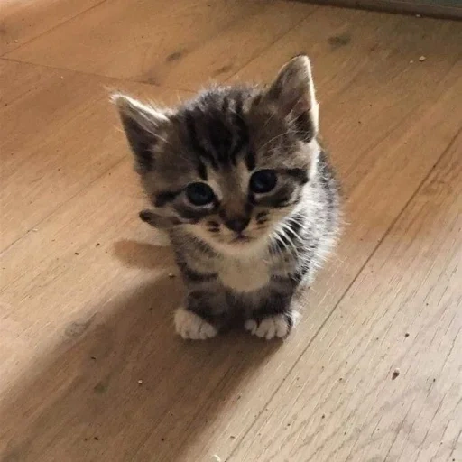 gatto, un gatto, gatto gattino, gatti animali, animale di gatto