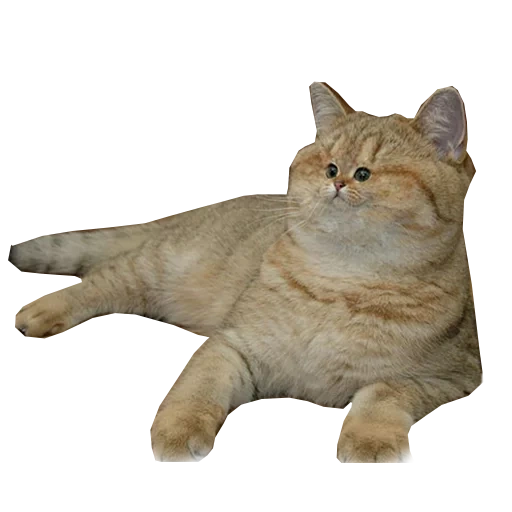 cat, english cat, british cat golden chinchilla, british short-haired cat, english golden chinchilla white background
