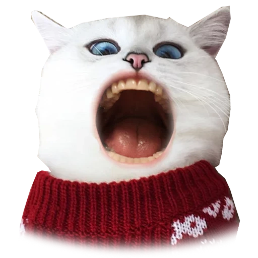 cat, cat sweater, archibald cat, cat kobe type, red-cheeked cat