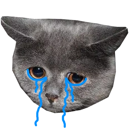 die katze ist traurig, traurige katzen, traurige katze, trauriges katzenmeme, ein kätzchen mit traurigen augen