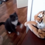 gatto, gatto, gatto, il gatto è contro la tigre, i gatti carini sono divertenti