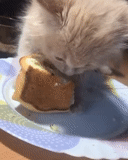 gatto, gatto, gatto, cibo per gatti, sandwich di gatto