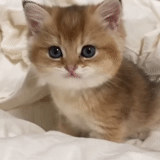 a charming kitten, british golden chinchilla, british golden chinchilla, feline british golden chinchilla, scottish golden chinchilla