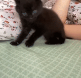 gato, um gato, gatinho de gato, gatos de animais, gatinho preto