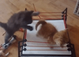 gatto, gatti, anello di gatto, animali carini, koshachi battles ring