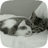 cat, cats, the animals are cute, sleeping kitten, charming kittens