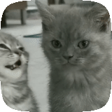 gatto grigio, gattino grigio, cat britannico, gattino britannico, kittens corto britannico corto
