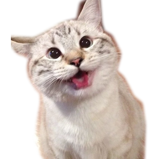 kucing, smiling cat, kucing yang puas, smiling cat, smiling cat