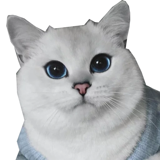 kucing kobe bryant, british totoro ni13, british totoro kobe, kucing chinchilla inggris, bryant white totoro bryant
