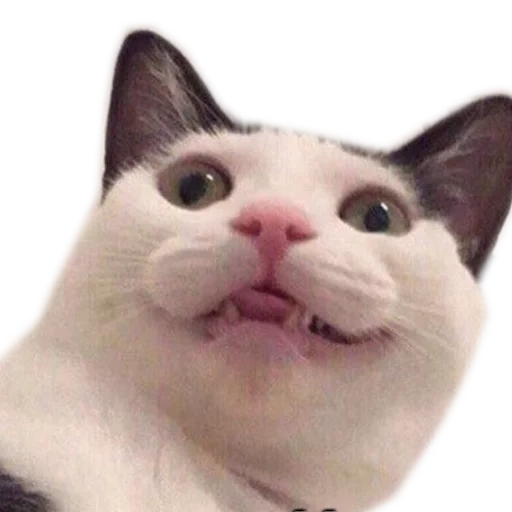 cat, cat meme, meme cat, seals are ridiculous, cat lip meme
