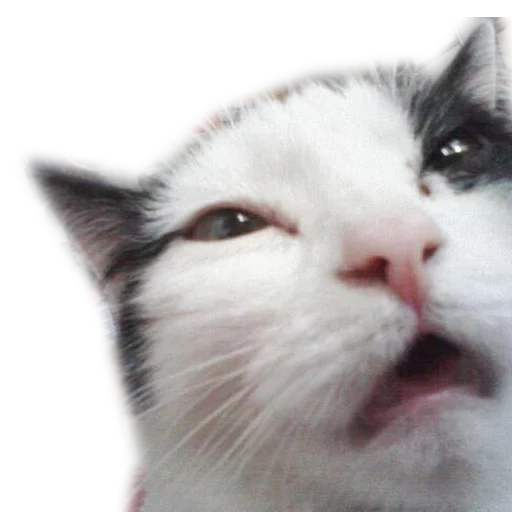 cat, cat meme, cat meme, a sneezing cat, a fumigated cat