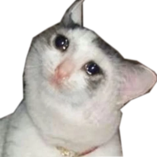 gato memético, gato llorando, gato llorando, crying cat meme, modelo de gato llorando