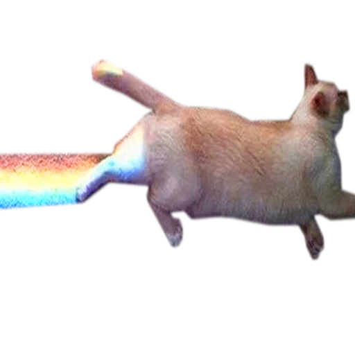 cat, kitten, rainbow cat, rainbow cat, the cat's butt was blocked