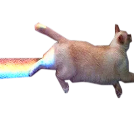 gato, gatito, gato arcoiris, gato arcoiris, el culo del gato estaba bloqueado