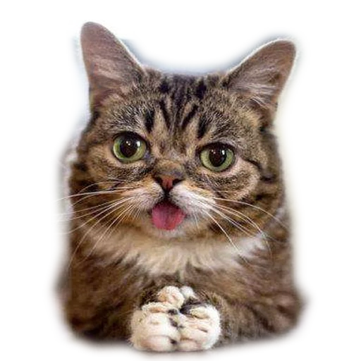 chat, chat, chat, lil bub cat, un chat surpris