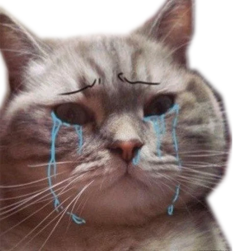 gato, cão do mar, cat meme, rosto de gato, cat chorando