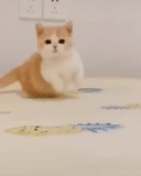 kucing, kucing, kucing, cat snupi art