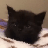 chat, un chat, chat smol, chaton noir, chaton sibérien noir