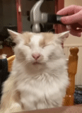 cat, cat, cat, the cat yawns, fluffy cat