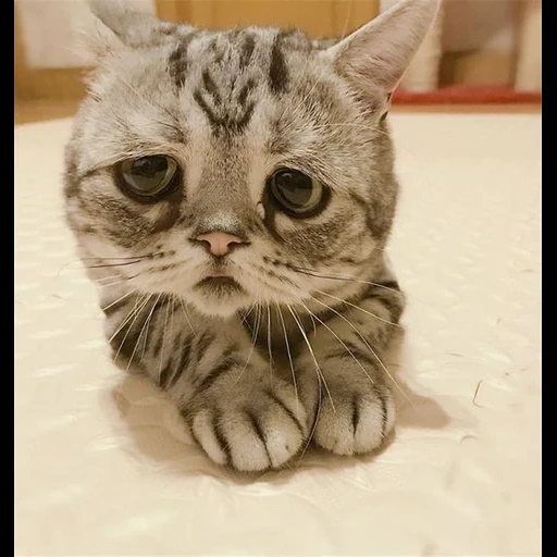 die katze ist traurig, traurige katze, eine sehr traurige katze, traurige katzenrasse, eine sehr traurige katze
