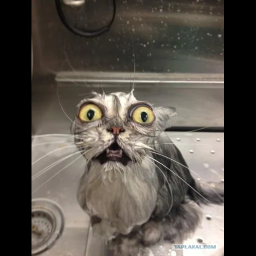 cat, wet cat, the cat is funny, the cat is wet, funny cats