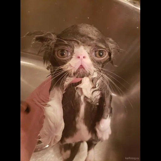 cat, wet cat, a shaped cat, wet dirty cat, demotivator wet cat