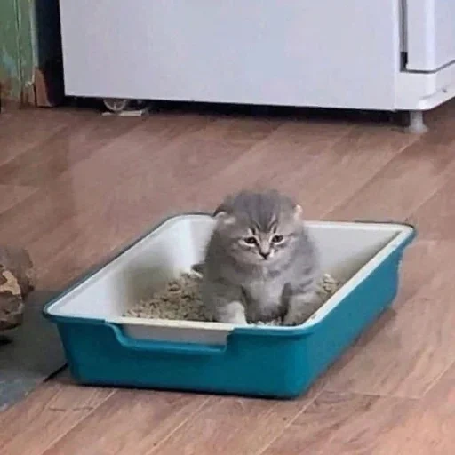 cat, cat, cats, cattle tray, kitten to the tray