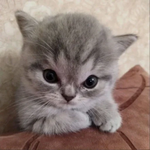 gattino, gatti gattini, gattini affascinanti, gatto scozzese, gattino senza sangue