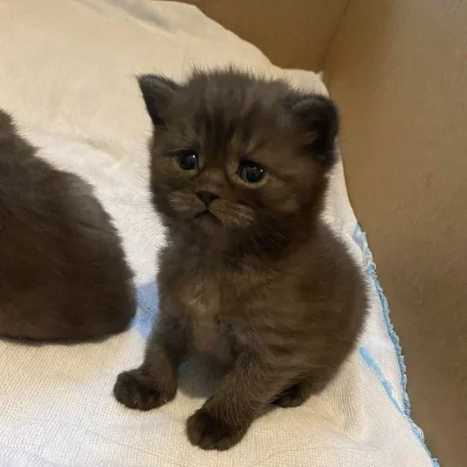 gato, gatinhos dos britânicos, gatinhos escoceses, pequenos gatinhos dos britânicos, chocolate british kitten