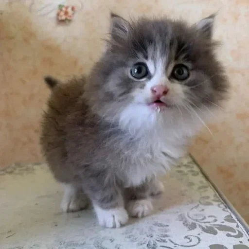 cat kitten, the cat is fluffy, fluffy kittens, siberian cat, charming kittens