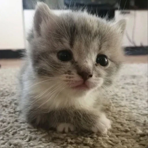 gatto, le foche, i cani di mare sono molto tristi, gattino, gattino scozzese dalle orecchie pendenti