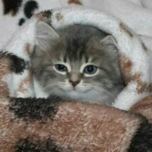 kitten a comfort, siberian cat, scottish cat, scottish kittens, scottish kittens heyland straight